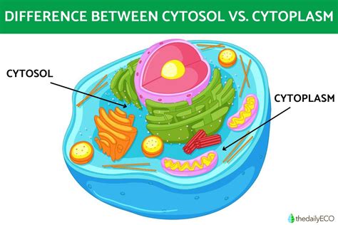cytosol betting